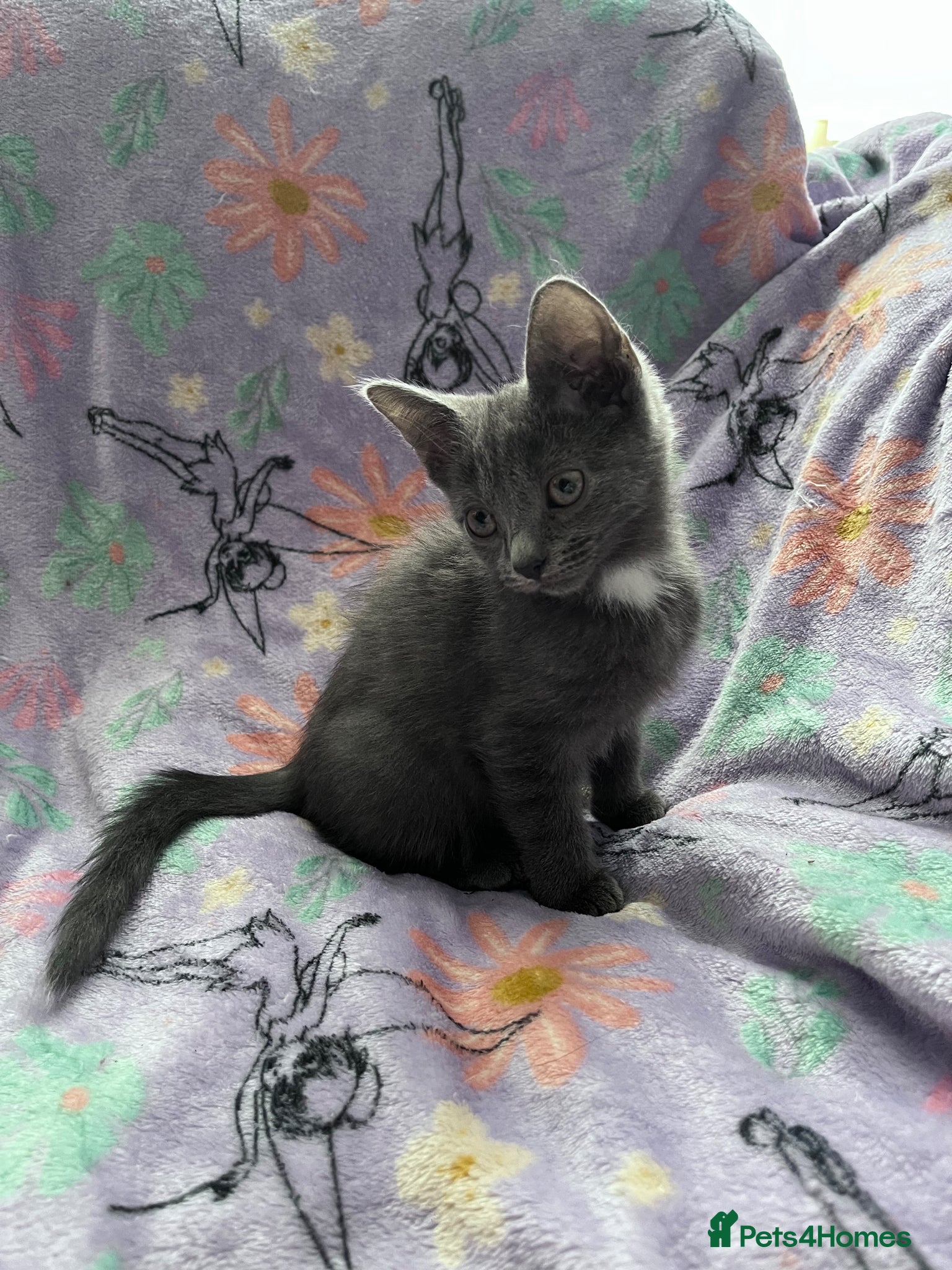 Russian Blue cats for sale: Female Blue Kitten  - Advert 5