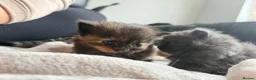 Mixed Breed cats for sale: 6 kittens  - Advert 5