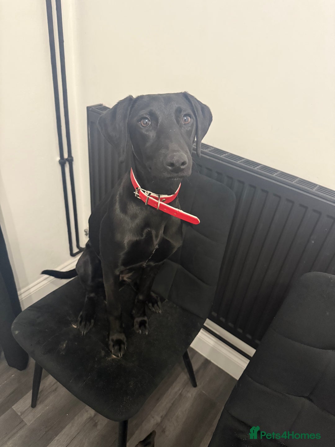 Mixed Breed dogs for sale: 6 month old lab cross puppy  - Advert 2