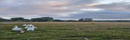 Geese poultry for sale: Embden Geese 4 left (1pair + 2 goslings)  - Advert 4
