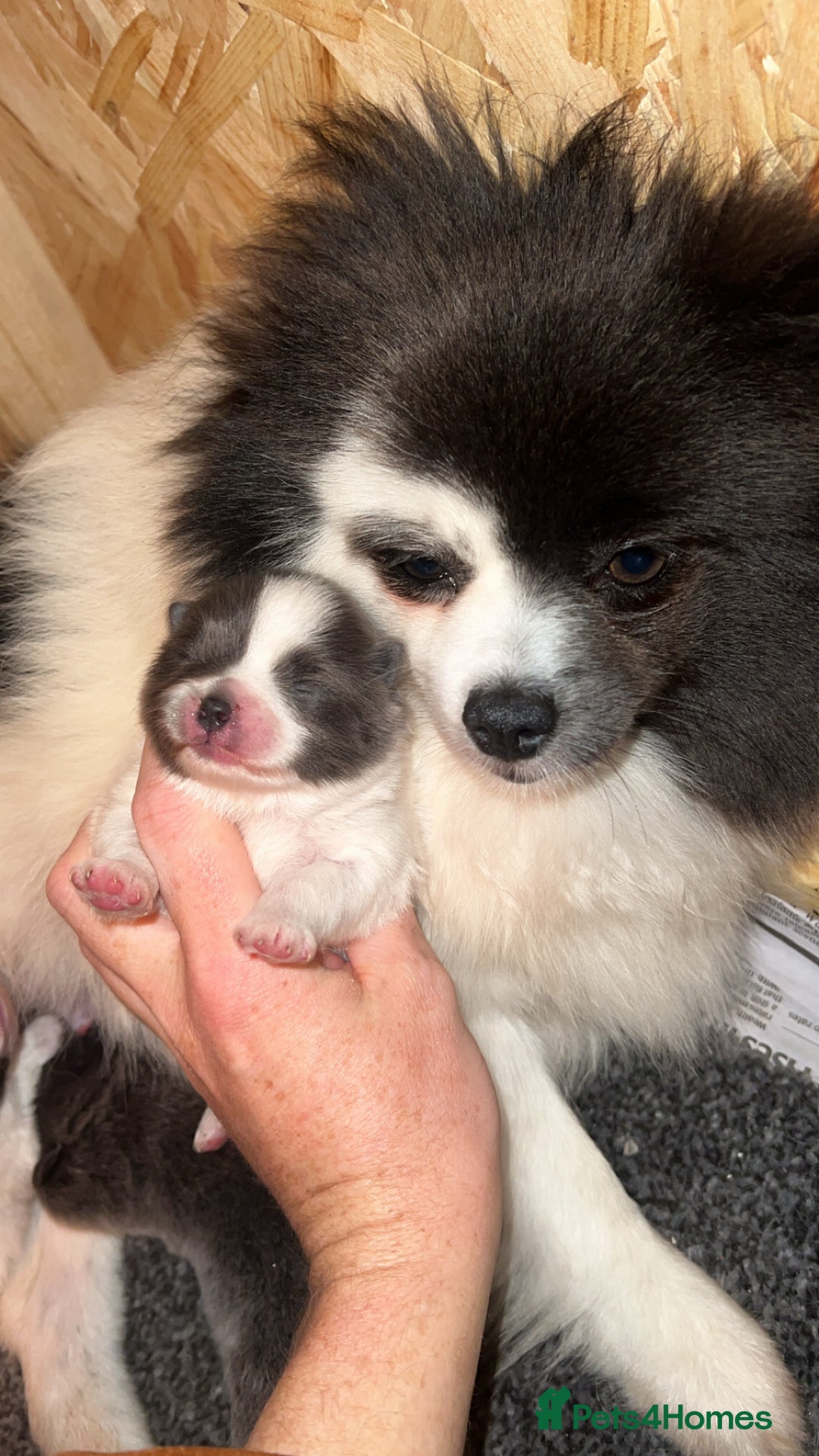 Pomeranian dogs for sale: 🧸⭐️. EXTRA SPECIAL POMERANIAN BEARS ⭐️🧸 - Advert 8