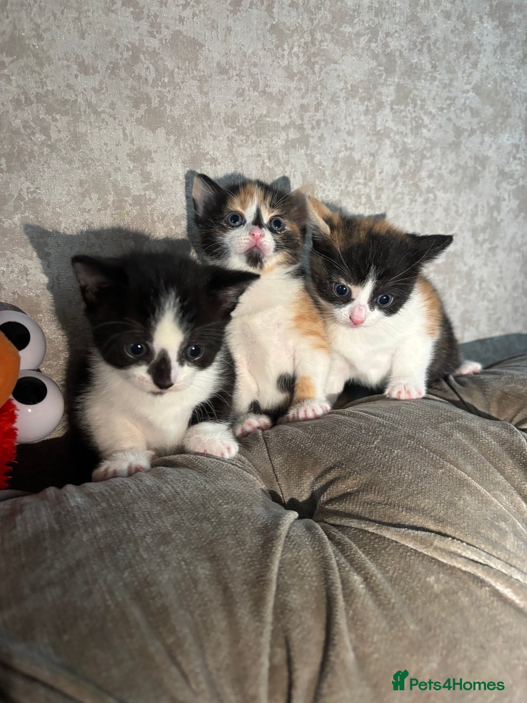 Mixed Breed cats for sale: 3 Gorgeous Kittens - Advert 13