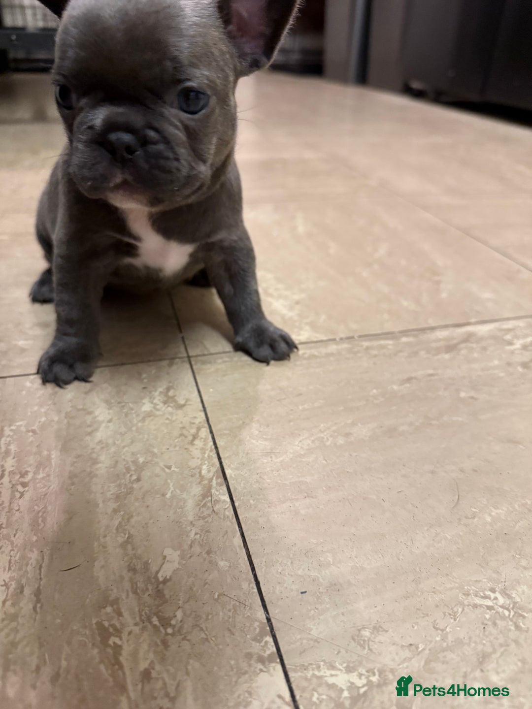 French Bulldog dogs for sale: ** Last grey female for sale ** - Advert 9