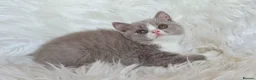 British Shorthair cats for sale: Stunning British shorthair kittens  - Advert 14