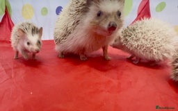 Pygmy Hedgehog rodents for sale: Beautiful Pinto African Pygmy Hedgehog Babies  - Image 5