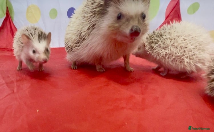 Pygmy Hedgehog rodents - Advert 4