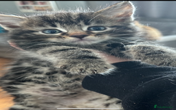 Mixed Breed cats for sale: Half bengal  - Image 1