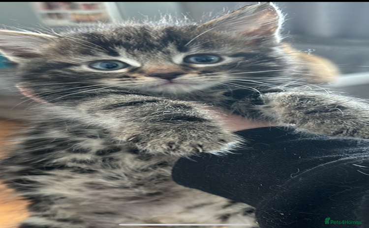 Mixed Breed cats - Advert 8