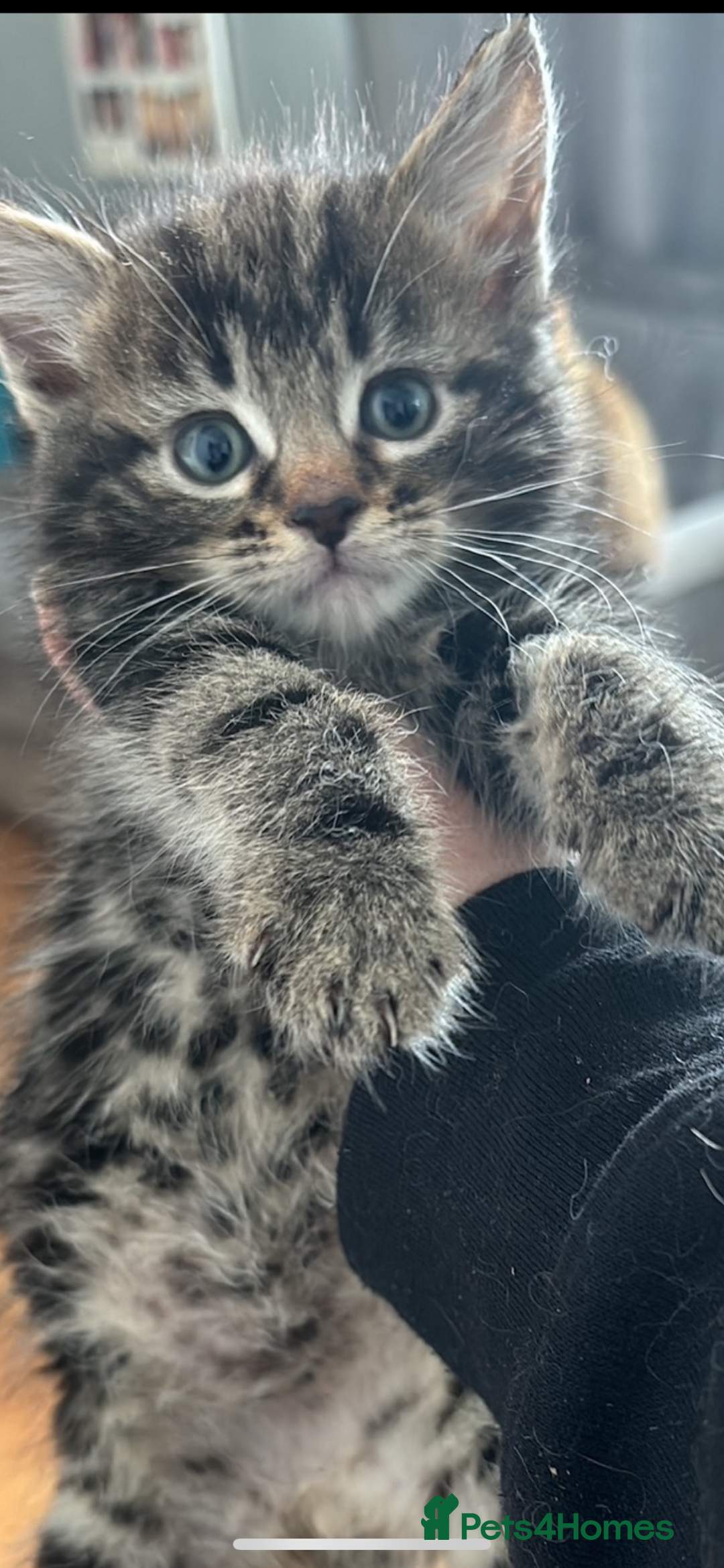 Mixed Breed cats for sale: Half bengal  - Image 1