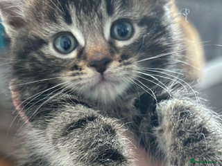 Mixed Breed cats - Advert 14