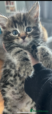 Mixed Breed cats - Advert 8