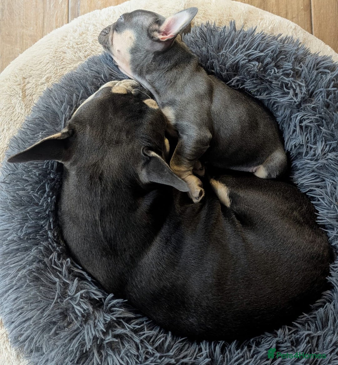 French Bulldog dogs for sale: 2girls and 1 boy French bull dogs  - Advert 6