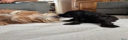 Cockapoo dogs for sale: Stunning CockaPoo puppies  in Aldershot - Advert 12