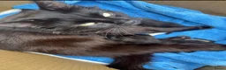 Mixed Breed cats for sale: 3 beautiful kittens  - Advert 1