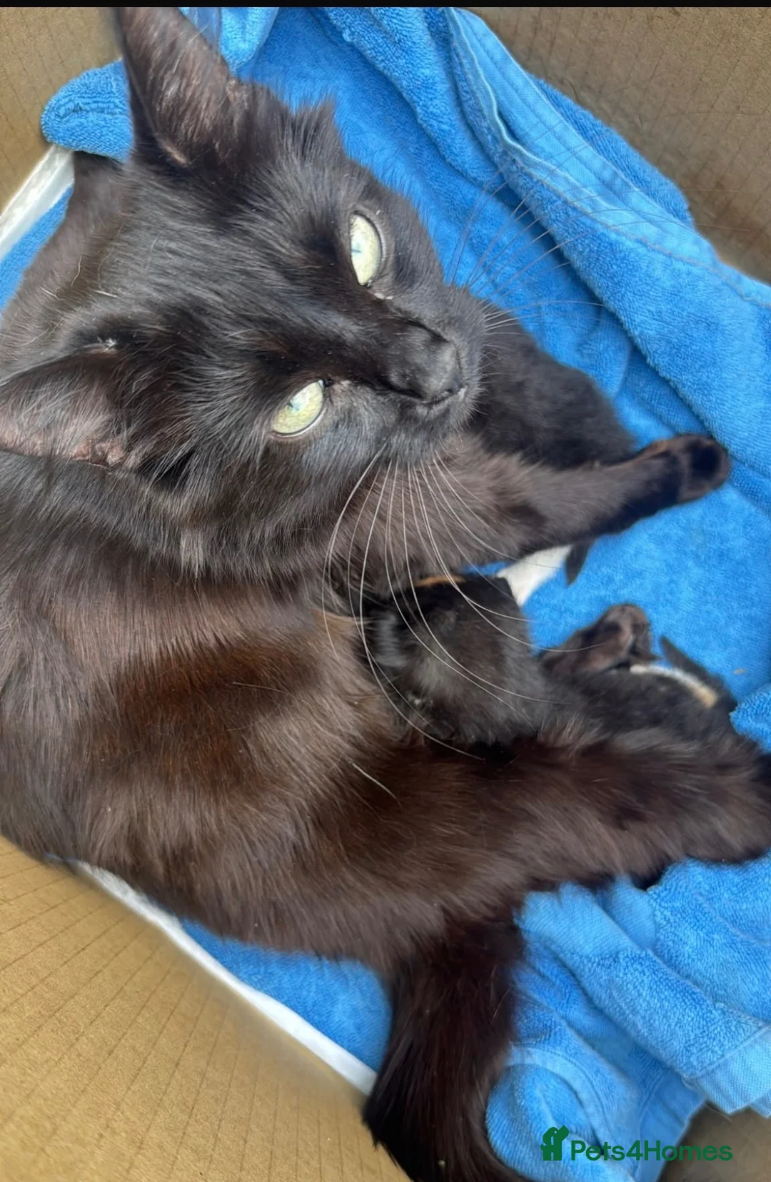 Mixed Breed cats for sale: 3 beautiful kittens  - Advert 1