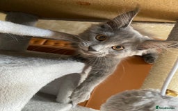 Maine Coon cats for sale: Maine Coon Kittens for sale solid blue is  female  - Image 4