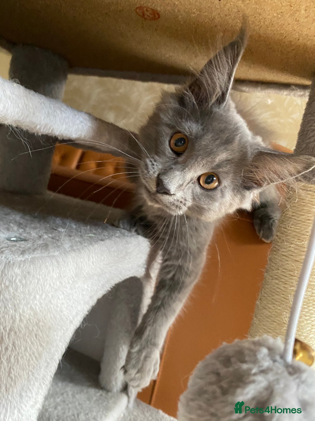 Maine Coon cats for sale: Maine Coon Kittens for sale solid blue is  female  - Image 4