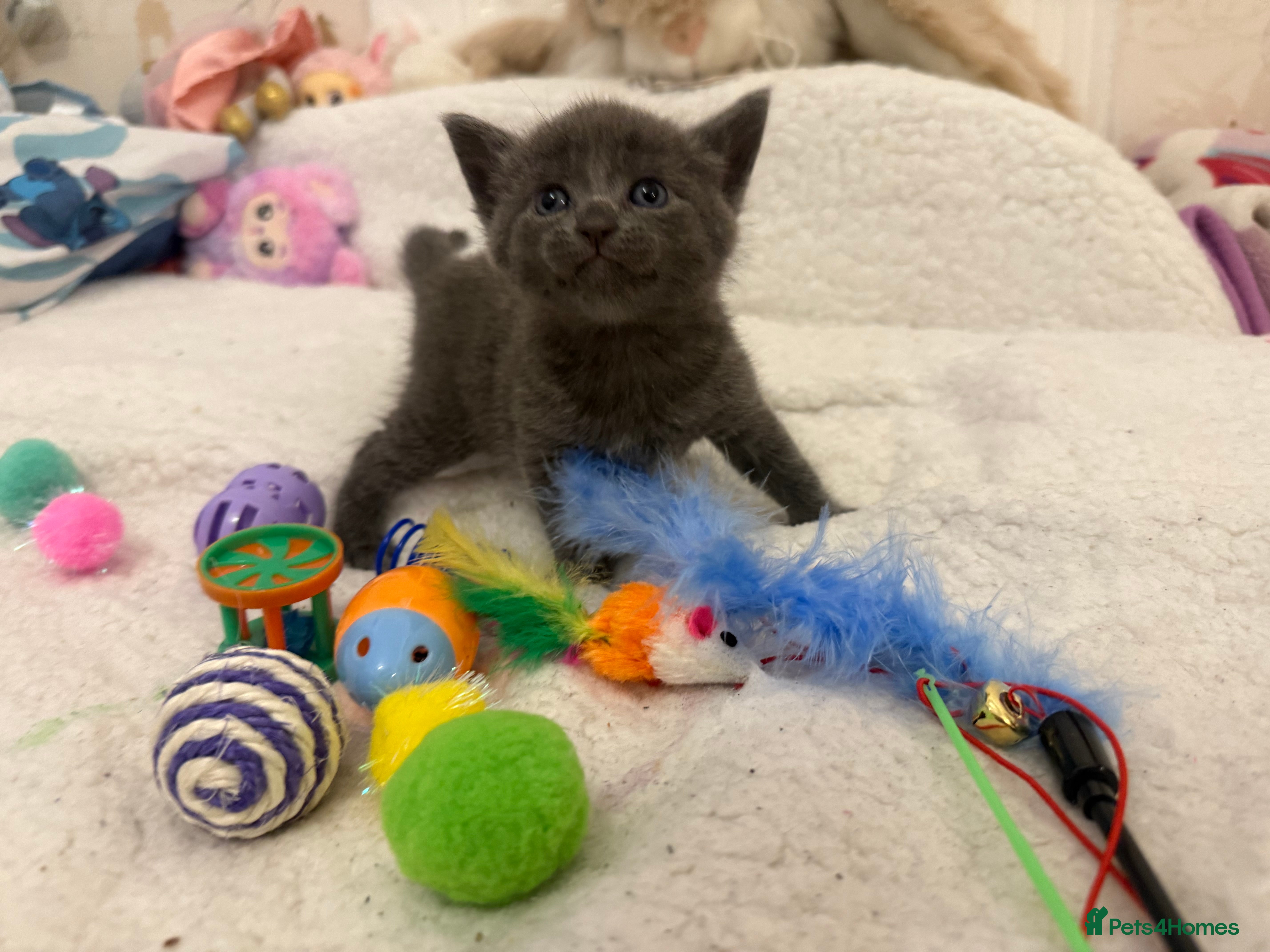 Mixed Breed cats Kittens  - Advert 5