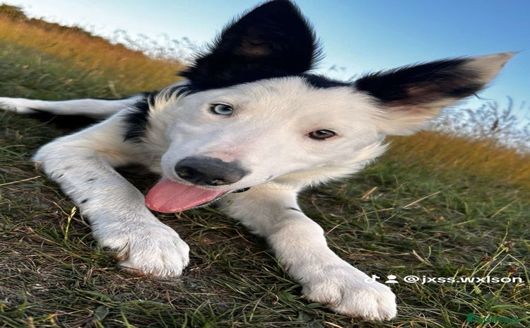 Border Collie dogs - Advert 1