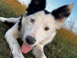 Border Collie dogs - Advert 27