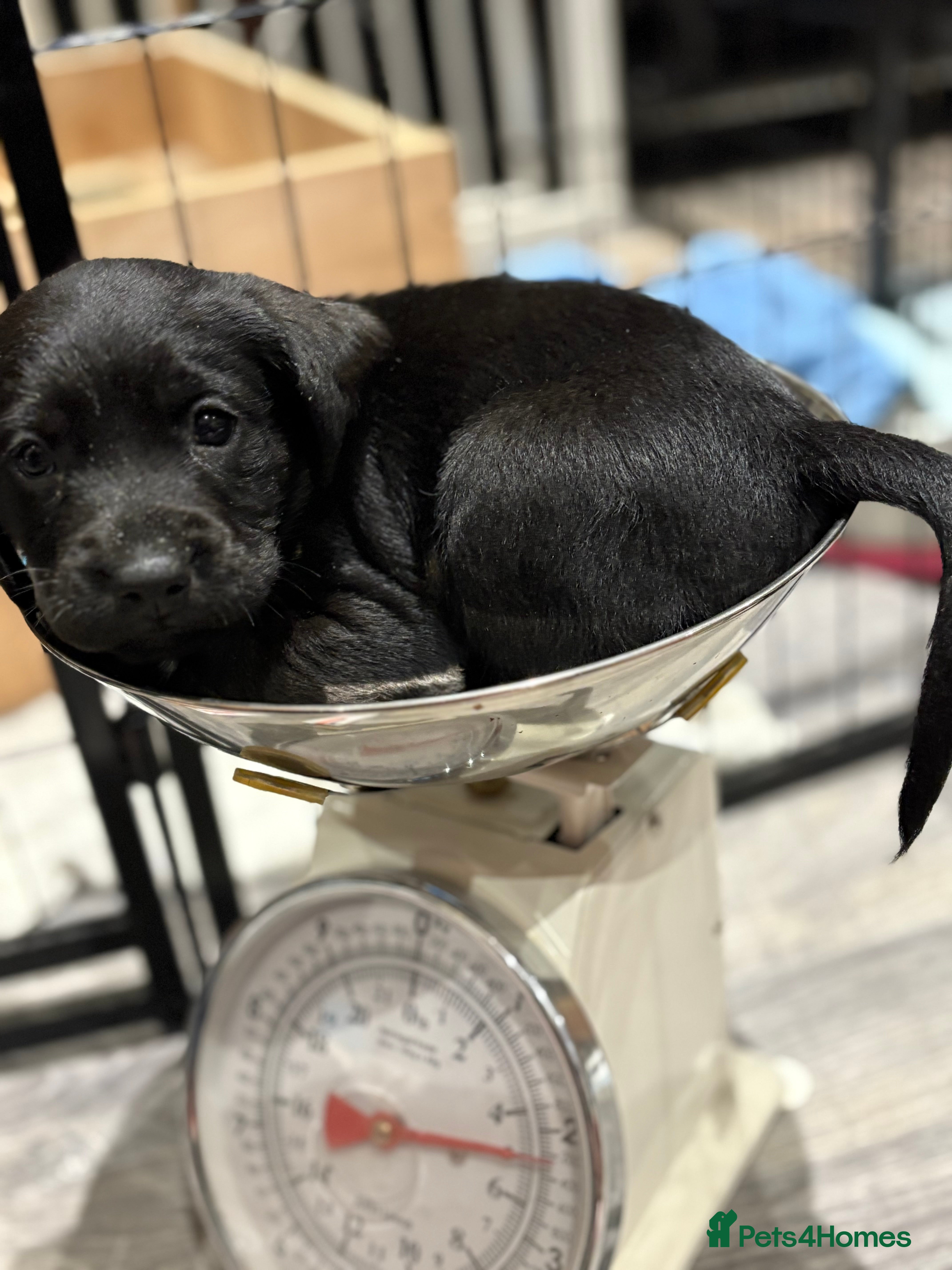 Cockerdor dogs 7 week old cockerdor puppies  - Advert 1