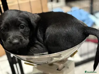 Cockerdor dogs 7 week old cockerdor puppies - Advert 2