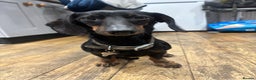 Dachshund dogs for sale: Luna the Dachshund for rehoming - Advert 10