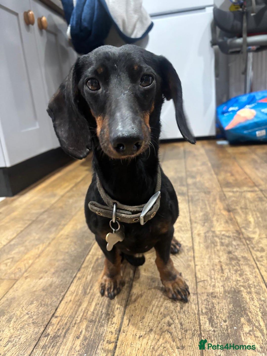 Dachshund dogs for sale: Luna the Dachshund for rehoming - Advert 10