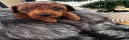 Miniature Poodle dogs for sale: Raised in our arms, ready for your heart - Advert 3