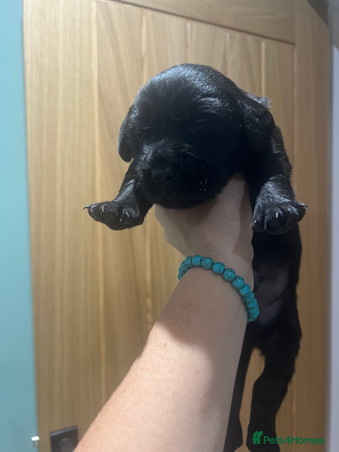 Goldador dogs for sale: Puppies- Goldadors (Golden retriever) (Labrador)  - Image 15