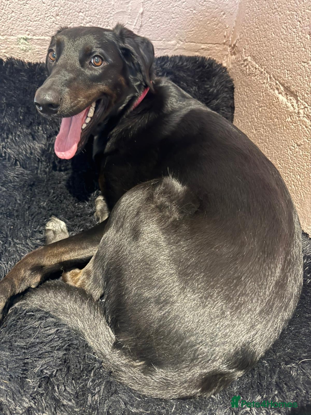 Mixed Breed dogs ❤️🐶 DORIS – A BIG SOFT HEART IN A YOUNG BODY - Advert 1