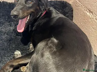 Mixed Breed dogs ❤️🐶 DORIS – A BIG SOFT HEART IN A YOUNG BODY - Advert 1