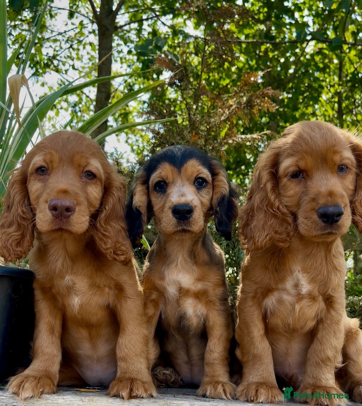 Cocker Spaniel dogs The best of both worlds Cocker Spaniel Puppies - Advert 1