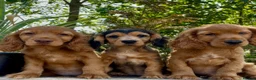 Cocker Spaniel dogs for sale: The best of both worlds Cocker Spaniel Puppies in Melton Mowbray - Advert 1