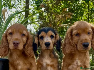 Cocker Spaniel dogs The best of both worlds Cocker Spaniel Puppies - Advert 3