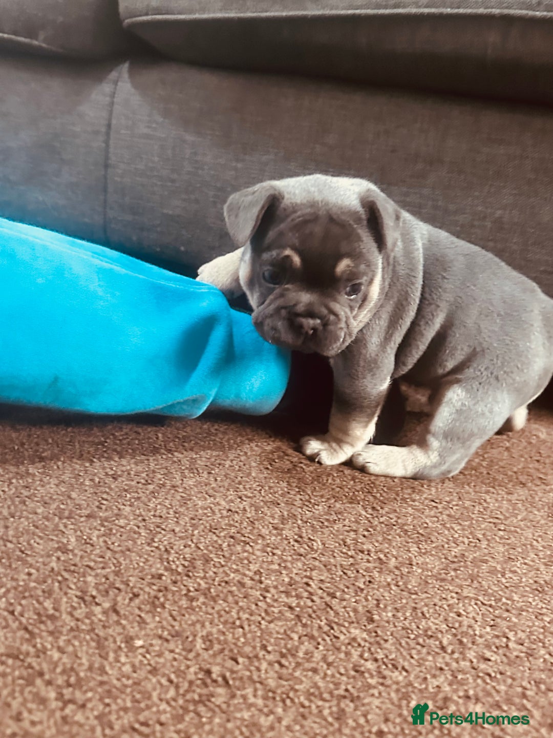 French Bulldog dogs for sale: Stunning French bulldog boy - Image 3
