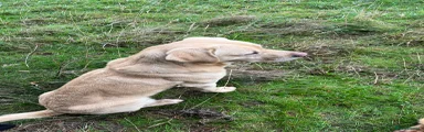 Labrador Retriever 8
