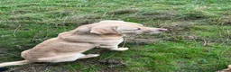 Labrador Retriever dogs for sale: Colourful and Cheerful Labrador Puppies  - Advert 7