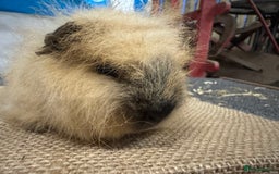 Guinea Pig rodents for sale: Various Swiss Guinea Pigs - Advert 11