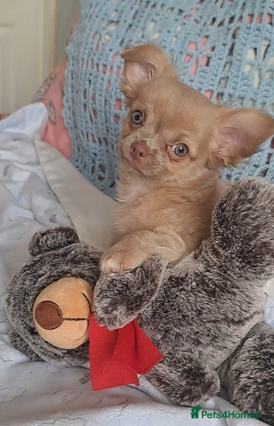 Chihuahua dogs 1 lilac & 1 black Long Coat Chihuahua male pups - Advert 16