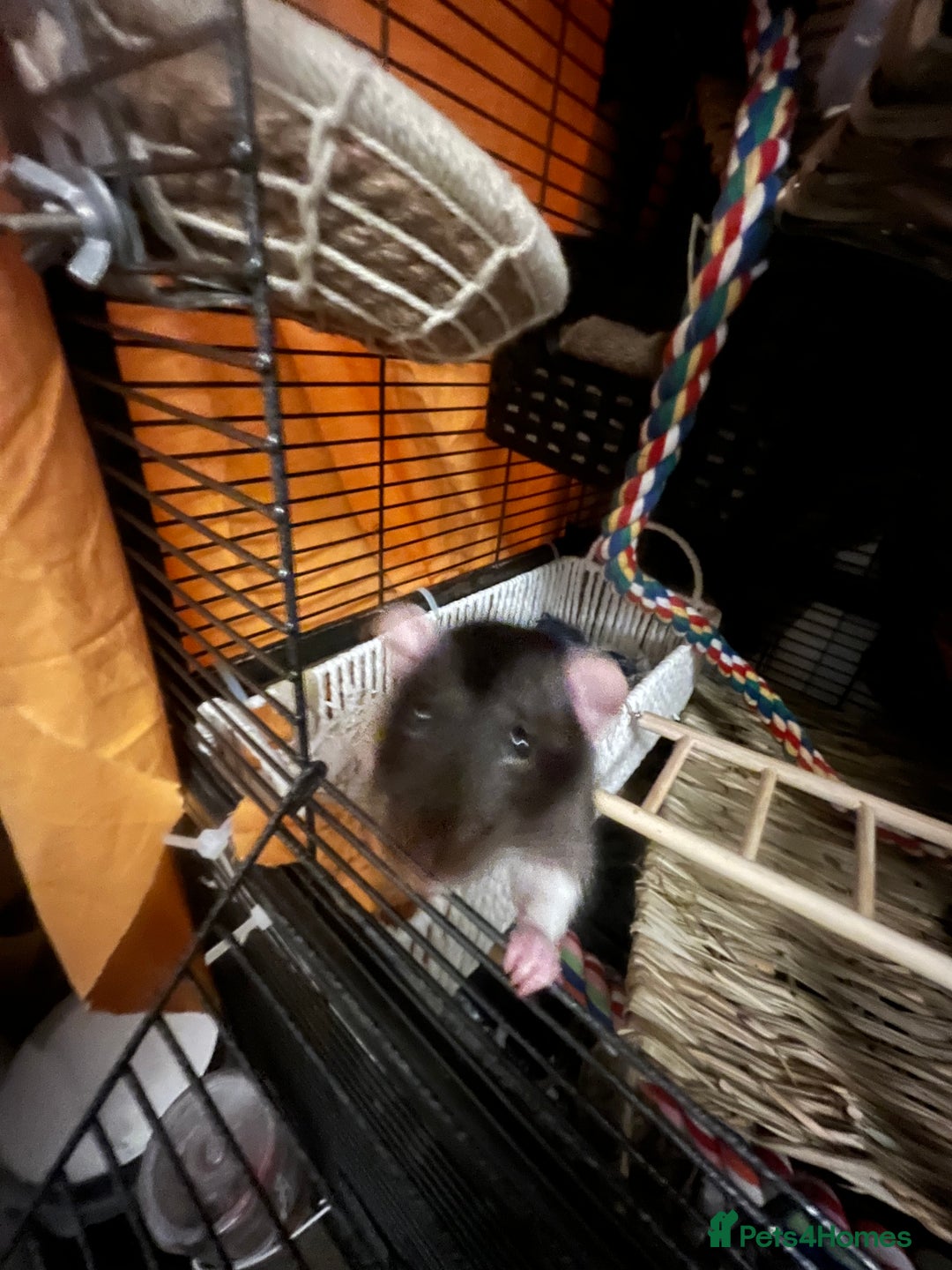 Rat rodents for sale: Lone Male Rat Needing Home - Advert 2