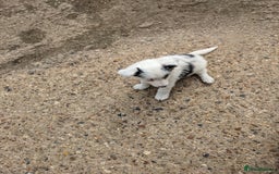Border Collie dogs for sale: Border Collie puppies  - Image 22
