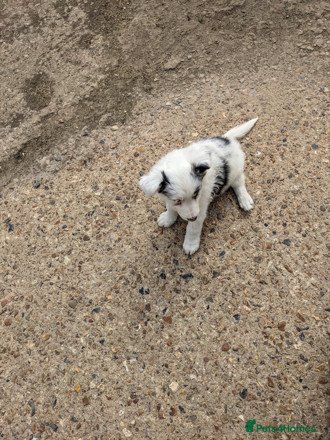 Border Collie dogs for sale: Border Collie puppies  - Image 22