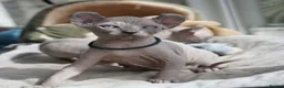 Dwelf cats for sale: Dwelf and Elf kittens for the best homes.  - Advert 5