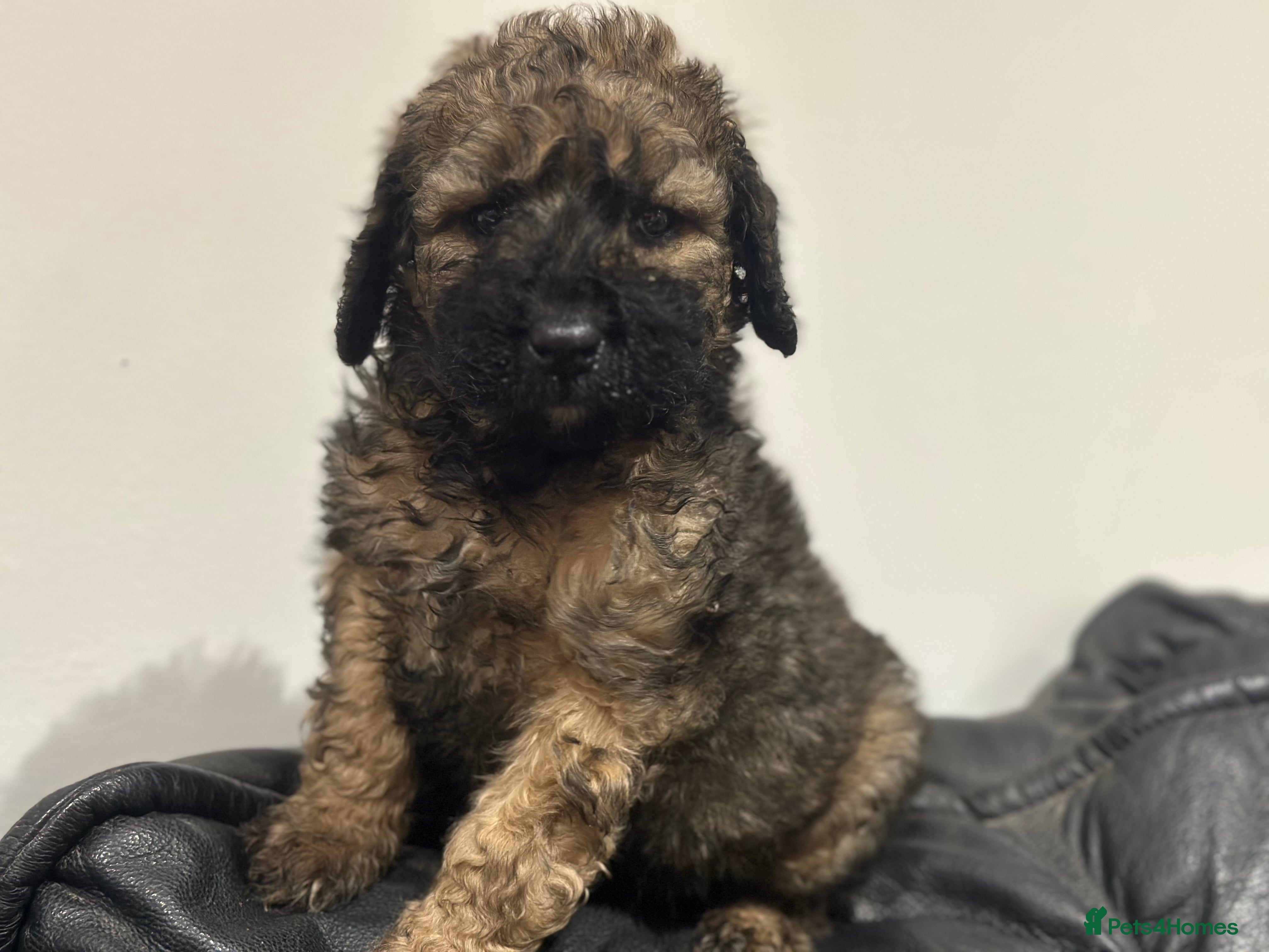 Mixed Breed dogs F1B STANDARD STBERNADOODLE GIRLS REDUCED 1295 - Advert 2