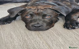 Mixed Breed dogs for sale: 8 month old Staffy/rottweiler pup - Image 3
