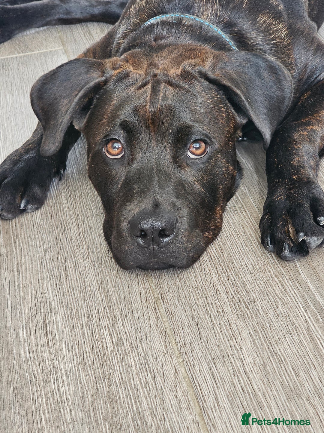 Mixed Breed dogs for sale: 8 month old Staffy/rottweiler pup - Image 3
