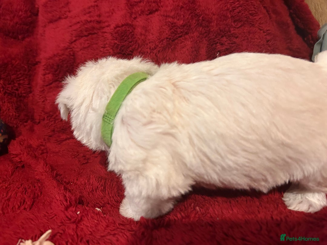 West Highland Terrier dogs for sale: West highland puppies - Advert 27