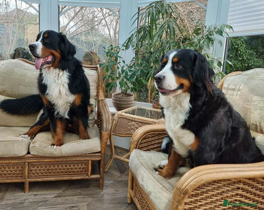 Bernese Mountain Dog dogs for sale: KC Registered Bernese Mounrain Dog Puppies - Advert 10