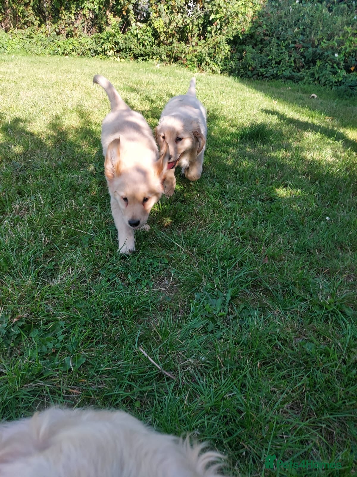 Golden Retriever dogs 9 stunning golden retriever puppies  - Advert 10